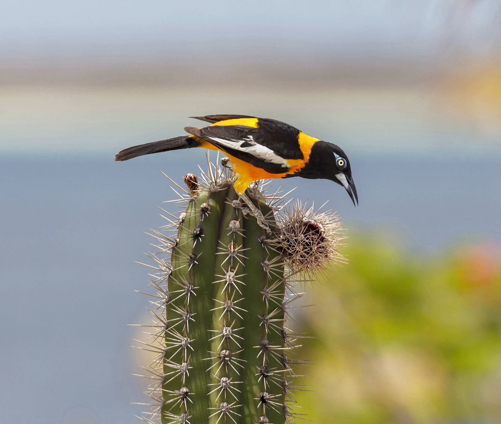 image Venezuelan Troupial